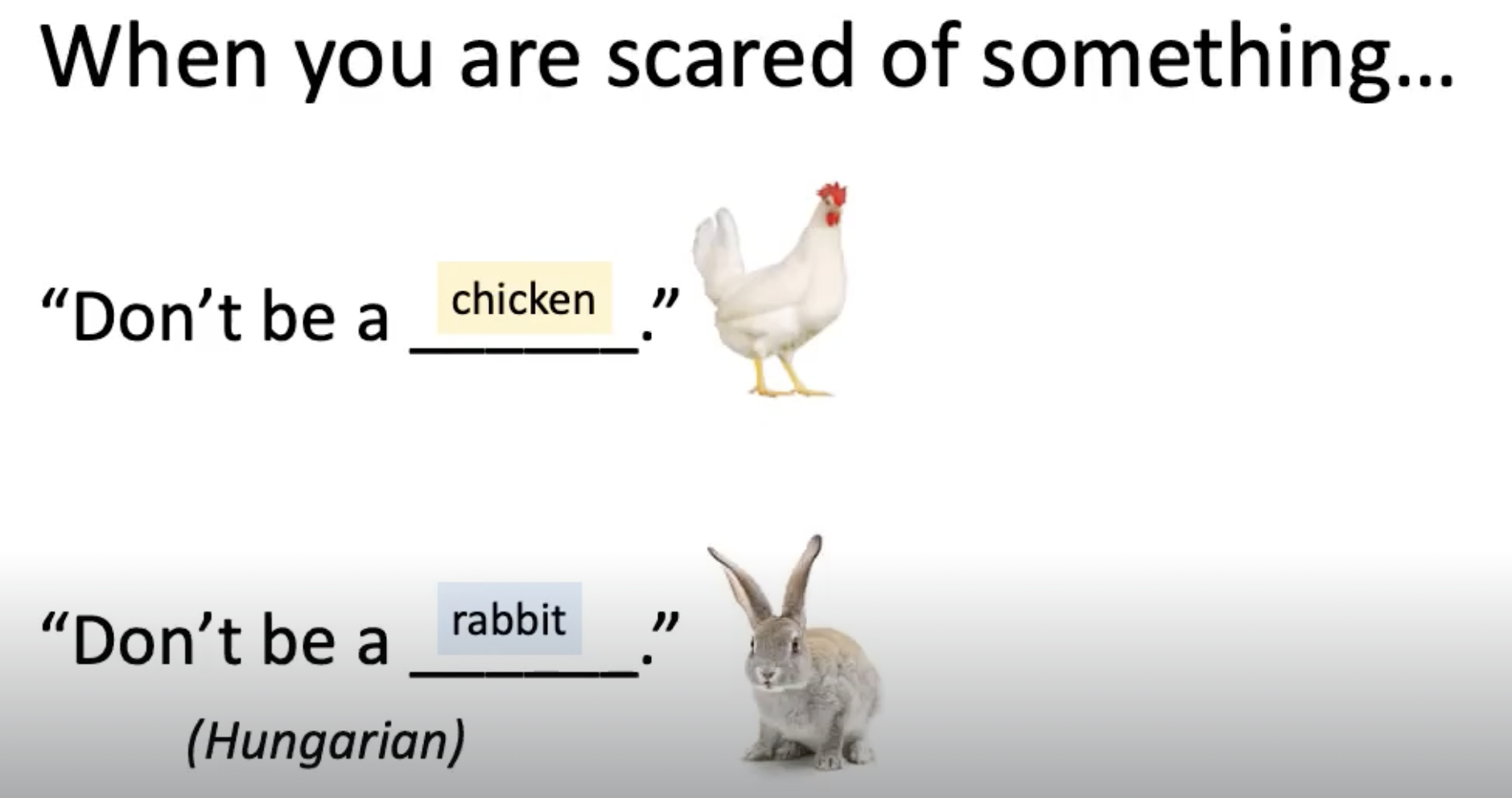 <p><strong><u><mark data-color="#ccf5ec" style="background-color: rgb(204, 245, 236); color: inherit;">LEAD-IN</mark></u></strong></p><p>.</p><p>I lived in Hungary a few years ago and they had a different expression.</p><p>.</p><p>They would say “don’t be a rabbit”.</p>