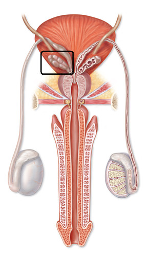Two small glands that secrete a fluid rich in sugar that nourishes and helps sperm move