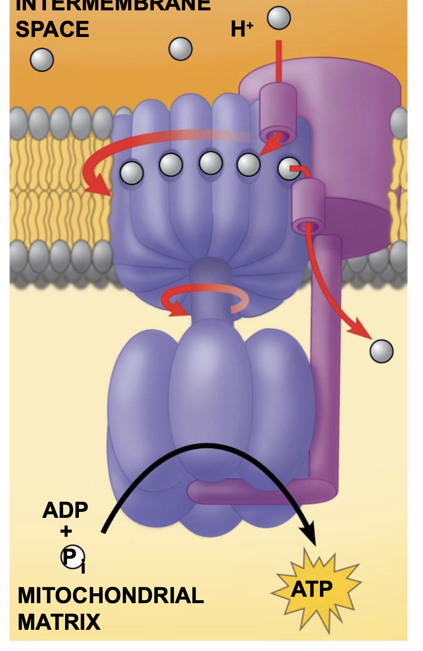 the flow of H+ back into the mitochondrial matrix. It uses the energy from flowing H+ to add a phosphate to ADP to synthesize ATP.