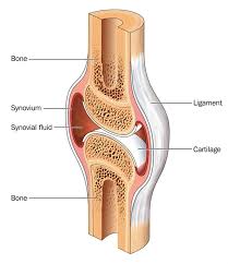 <p>cartilage </p>