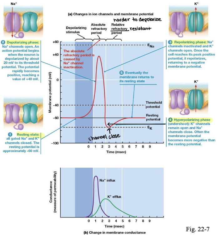 <ol><li><p>resting state: sodium and potassium gates are closed and the resting potential is at about -60mV</p></li><li><p>depolarizing phase: sodium channels open and action potential begins when the neuron is depolarized by about 20 mV to its threshold potential. potential reaches +40 mV very rapidly </p></li><li><p>repolarizing phase: sodium channels inactivate and potassium channels open. once the cell reaches its peak positive potential, it repolarizes and returning to a negative membrane potential </p></li><li><p>hyperpolarizing phase: potassium channels remain open and sodium channels close. Often the membrane potential becomes more negative than the resting potential </p></li></ol>