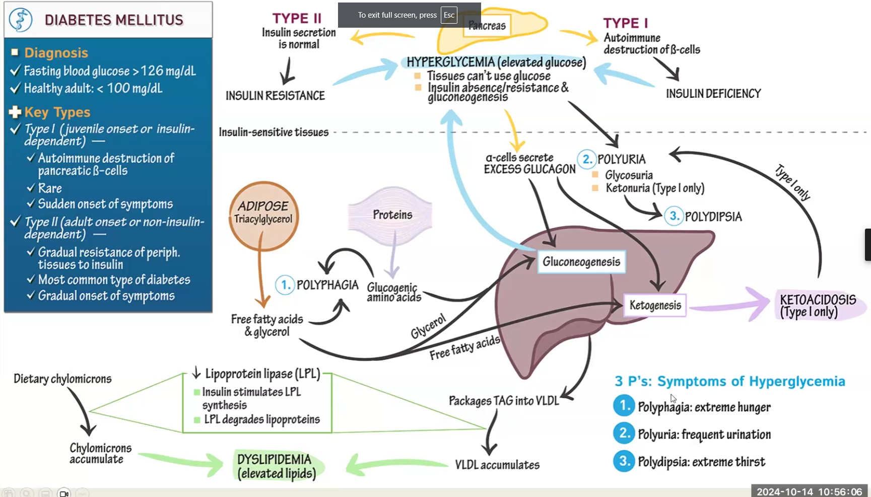 <ul><li><p>Diabetes causes tissues to not be able to use glucose</p><ul><li><p>Gluconeogenesis and ketogenesis are higher than normal to try and make up</p><ul><li><p>Metformin drug used to regulate -</p></li></ul></li><li><p>Degradation of adipose into TAG and degradation of protein also present to try to make up</p></li><li><p>Lipoprotein Lipase is decreased because it requires insulin activation, therefore chylomicrons accumulate → Results in Dyslipidemia → elevated TAG, elevated cholesterol, etc.</p></li></ul></li><li><p>Symptoms:</p><ul><li><p>Polyphagia: extreme hunger</p></li><li><p>Polydipsia: extreme thirst</p></li><li><p>Polyuria: frequent urination</p></li></ul></li><li><p>Type I: </p><ul><li><p>autoimmune disease present from childhood</p></li><li><p>Destruction of beta cells, no insulin</p></li><li><p>Increased Ketogenesis may lead to ketoacidosis</p></li></ul></li><li><p>Type 2:</p><ul><li><p>acquired, insulin secretion is normal but cells are resistant</p></li><li><p>Metformin drug used to regulate gluconeogenesis</p><p></p></li></ul></li></ul><p></p>
