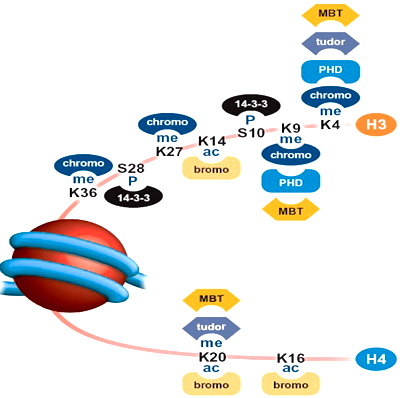 <ol><li><p>Chromodomain: Binds K-me</p></li><li><p>Bromodomain: Binds K-ac</p></li><li><p>14-3-3 proteins: Binds S-p</p></li><li><p>PHD: K-me</p></li><li><p>MBT: K-me</p></li><li><p>Tudor: K-me</p></li></ol><p></p>