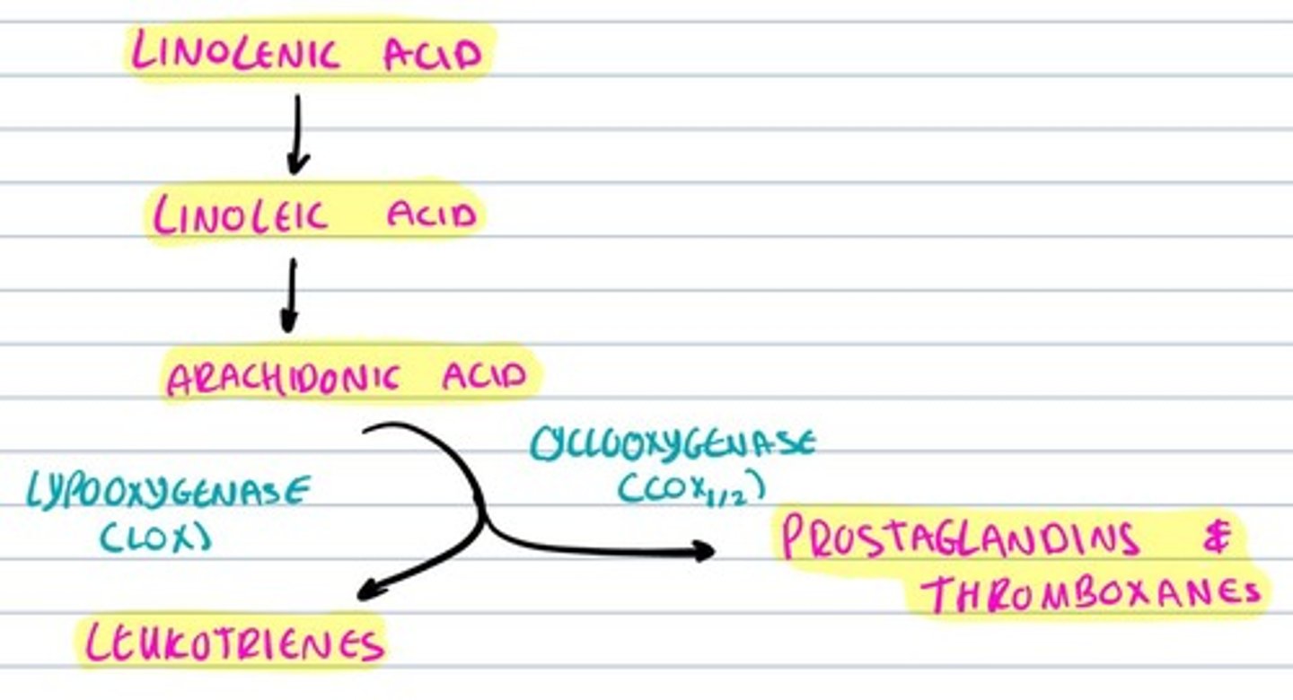 knowt flashcard image