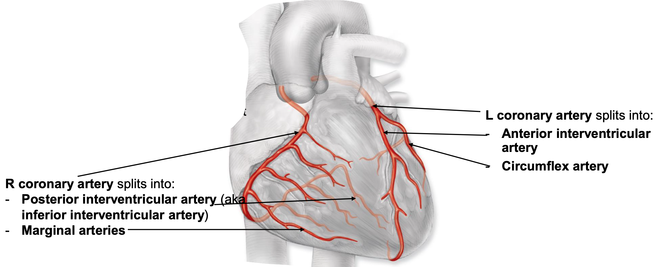 <p>supply blood to heart</p><p>starts at base of aorta and encircle heart in atrioventricular groove</p>