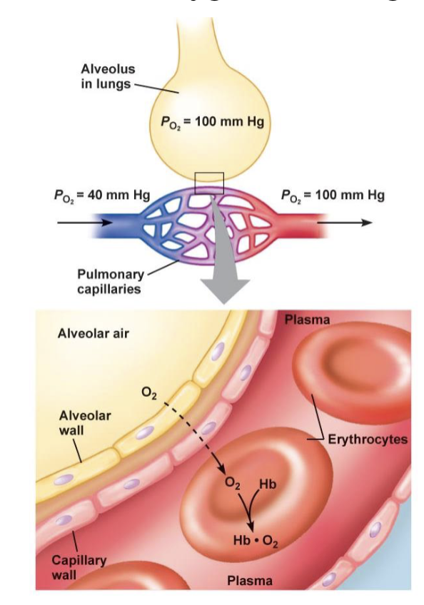 <p>pulmonary capillaries</p>