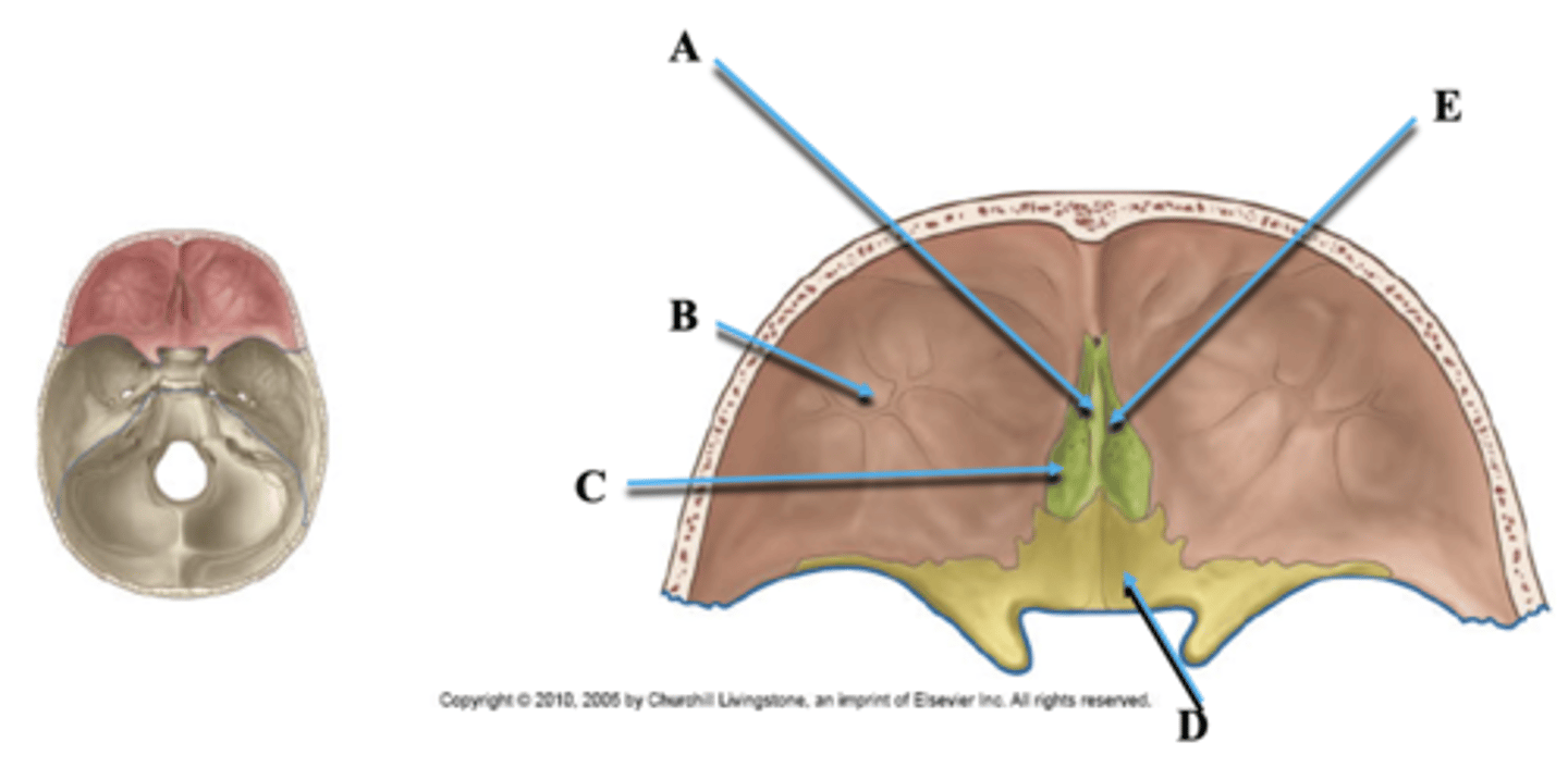 <p>Identify E.</p>