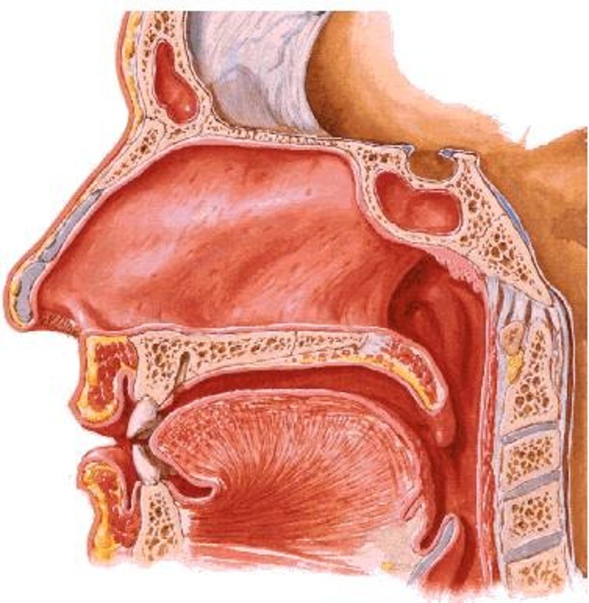 <p>Muscular tube connecting mouth to esophagus.</p>
