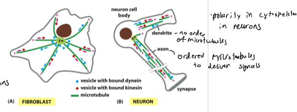 <p>actin - cell cortex and allows extension and growth via “growth cone”; microtubules - oriented asssembly in axon to deliver vesicles to synapse; intermediate filaments - neurofilaments hold the axon together into compact structure; nuerons - send out processes to connect (dendrites - short - receive signals - associated with yje cell body and axons - long - transmit signals)</p>