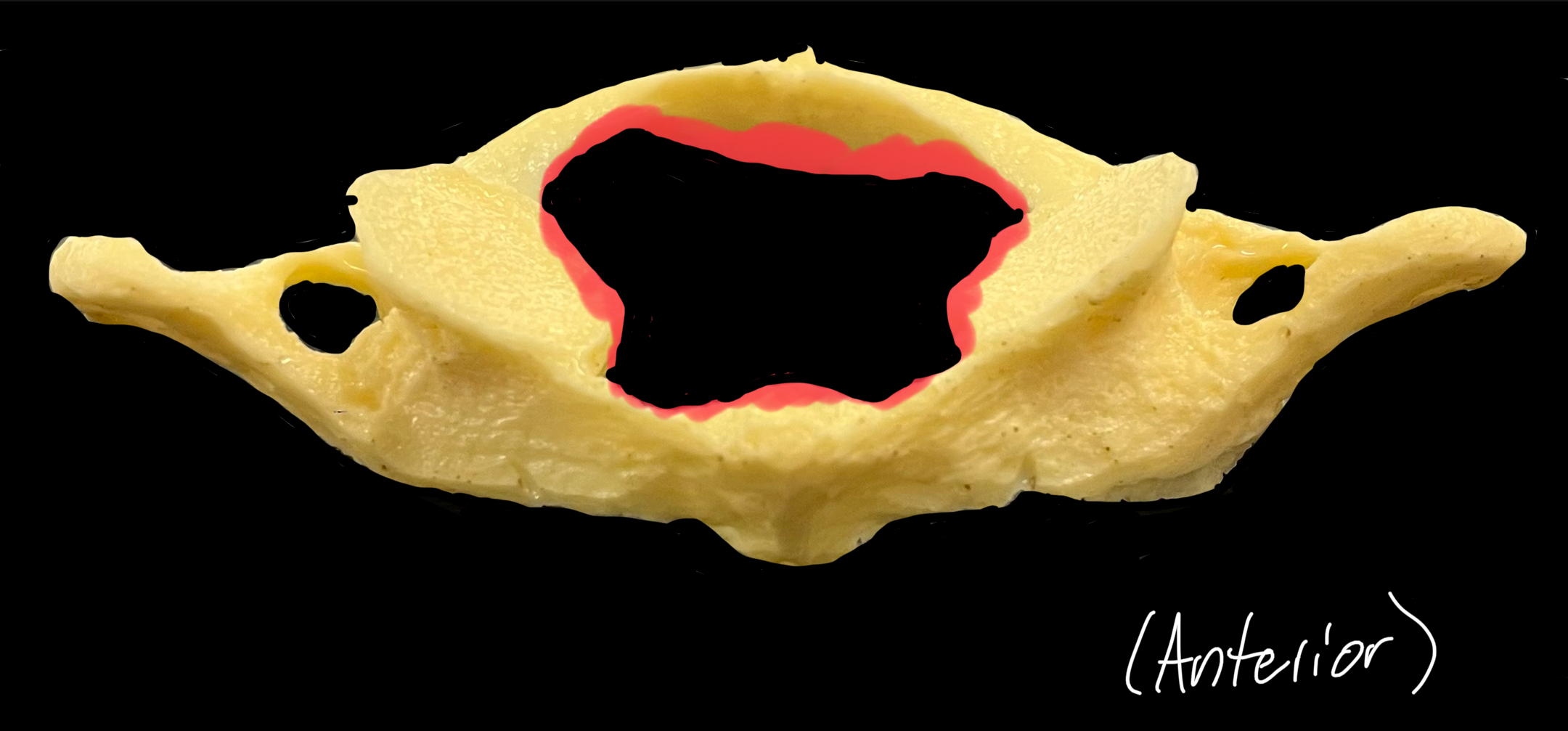 What is highlighted in red?