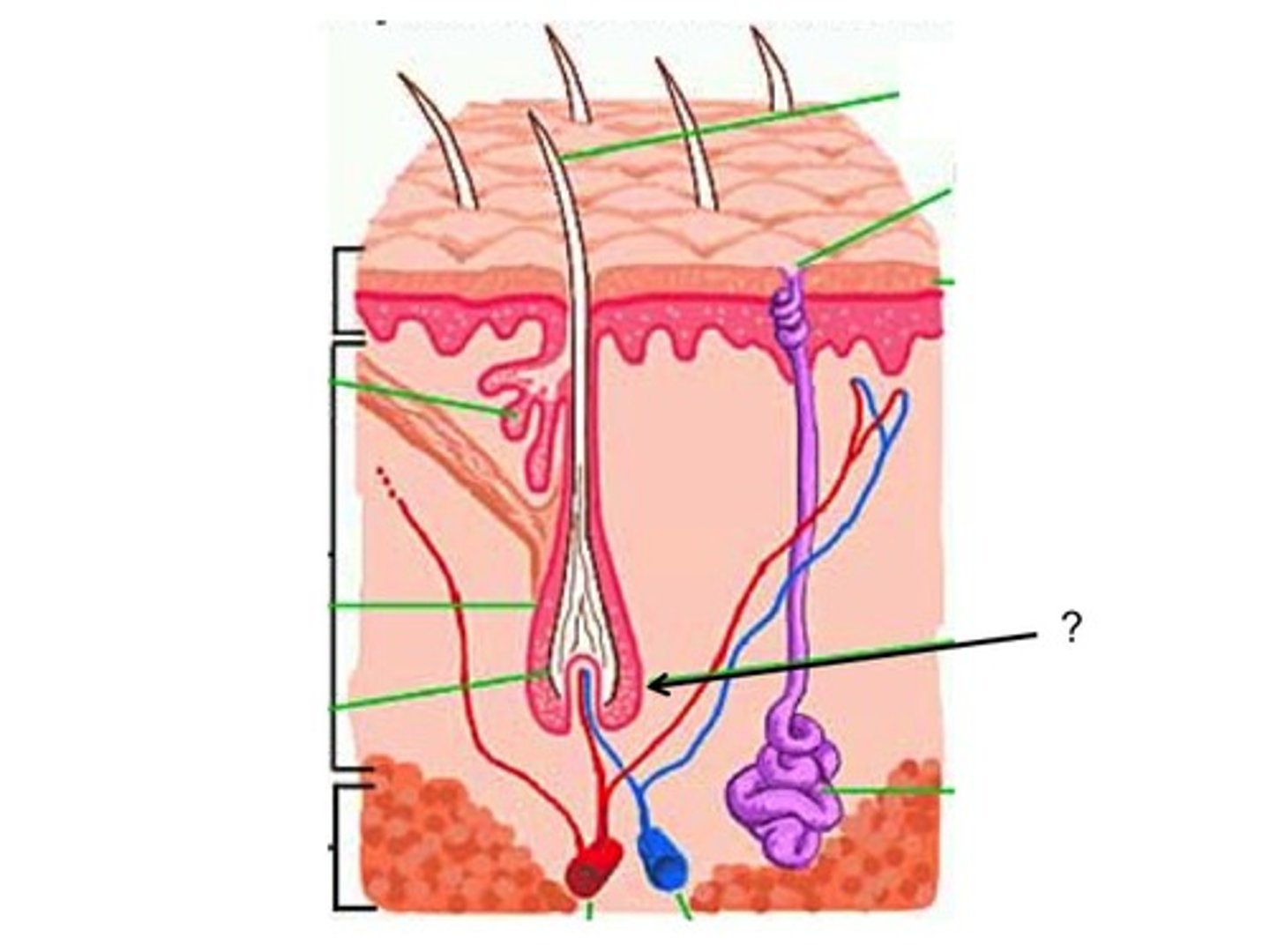<p>hair root + hair papilla</p>