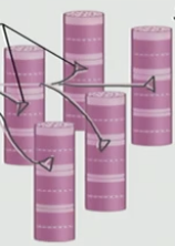 <p>control 5 muscle cells (in this example) = motor unit</p>