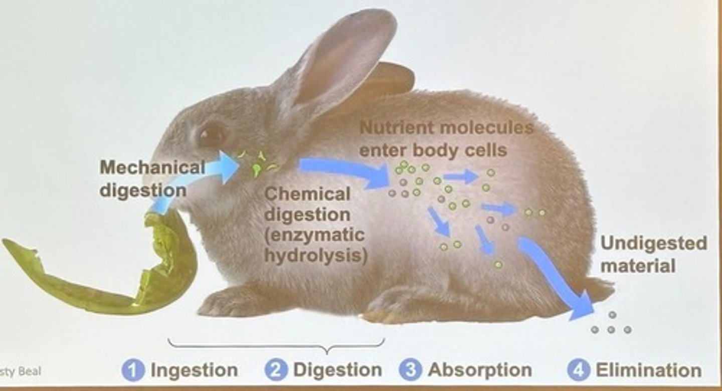 <p>A digestive system with two openings, allowing one-way food movement.</p>