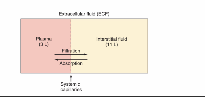 <ul><li><p>exchange of materials b/n blood and the interstitial space(space around cells)</p></li><li><p>interstitial fluid takes on same composition of the arterial blood (high in na+, low in k+)</p></li></ul><p></p><p>diffusion- substances in the blood move indep of one another down their conc gradients (plasma —&gt;interstitial fluid—&gt; tissue)</p><p>bulk flow- maintains fluid balance b/n blood and extracellular space </p><ul><li><p>pores in capillary walls allow flow of plasma but NOT proteins/blood cells</p></li><li><p>ultrafiltration- bulk flow into tissues </p></li><li><p>reabsorption- bulk flow into capillaries </p><ul><li><p>both have to be balanced </p></li></ul></li></ul><p></p>