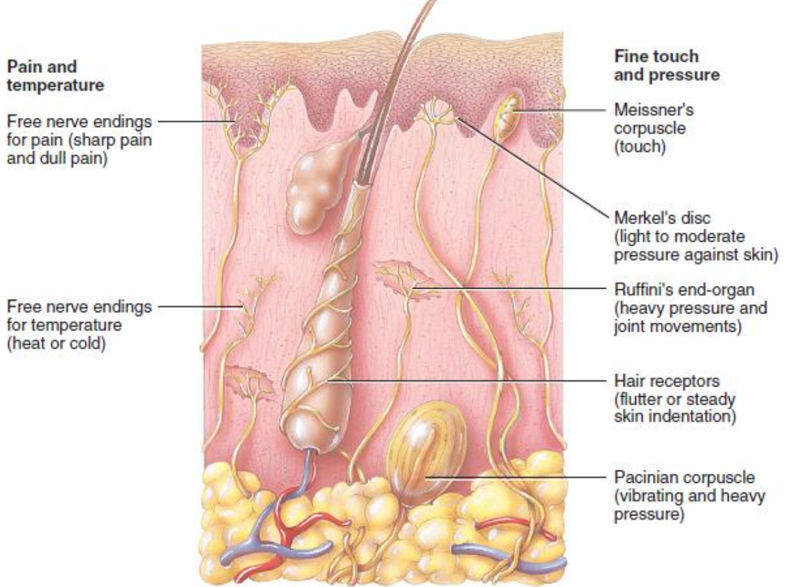 <ul><li><p>Free nerve endings </p><ul><li><p>Located near the surface of the skin </p></li><li><p>Detect touch, pressure, pain and temperature </p></li></ul></li><li><p>Meissner’s corpuscles </p><ul><li><p>located in the fingertips, lips and palms</p></li><li><p>Transduce information about sensitive touch </p></li></ul></li><li><p>Merkel’s discs</p><ul><li><p>located near the surface of the skin </p></li><li><p>transduce information about light to moderate pressure against the skin </p></li></ul></li><li><p>Ruffini’s end-organs </p><ul><li><p>located deep in the skin </p></li><li><p>register heavy pressure and movement of the joints</p></li></ul></li><li><p>Pacinian corpuscles </p><ul><li><p>located deep in the skin </p></li><li><p>respond to vibrations and heavy pressure </p></li></ul></li></ul><p></p>
