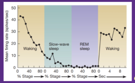 <p>Diagram depicting firing rate of neurons (and subsequently release of noradrenaline via these action potentials) in the locus coeruleus.</p><p class="MsoNormal">describe Typical  acitivity in the locus coeruleus is</p><p class="MsoNormal">how does this evidence noradrenalines involvement in arousal ?</p>