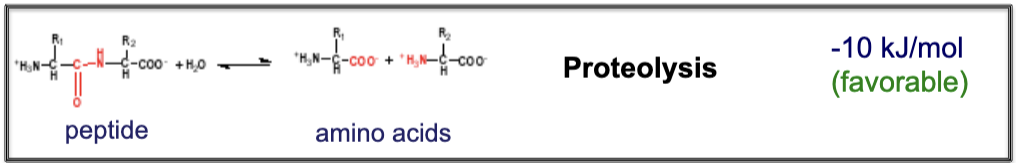 <p>Proteolysis: -10 kJ/mol</p>