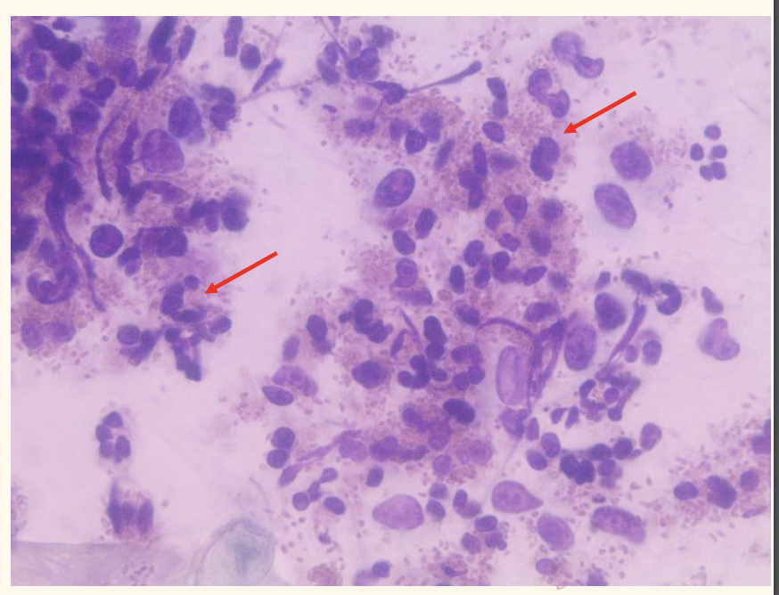 <p>What are these cells</p>