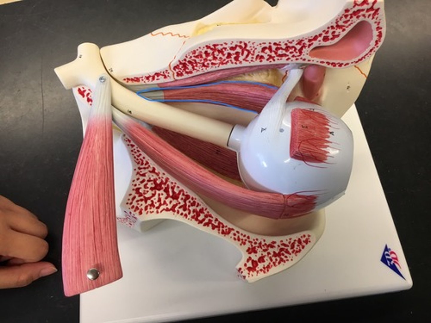 <p>the largest of the eye's extraocular movement muscles; works to keep the pupil closer to the midline of the body. On the side, connects to the sclera muscle.</p>