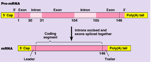 <p>introns are removed and exons are spliced together</p>