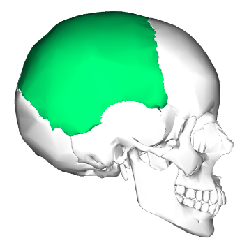 <p>Form sides &amp; roof of cranial cavity</p>