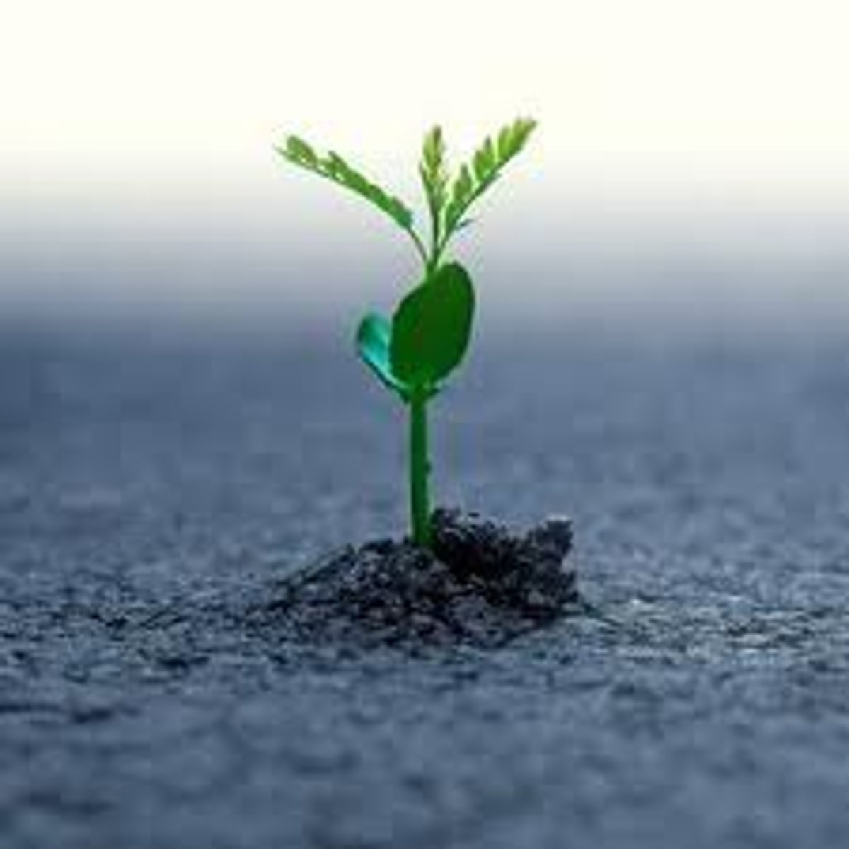 <p>nacer o salir de la tierra; nacer o salir una flor o una hoja de una planta</p>