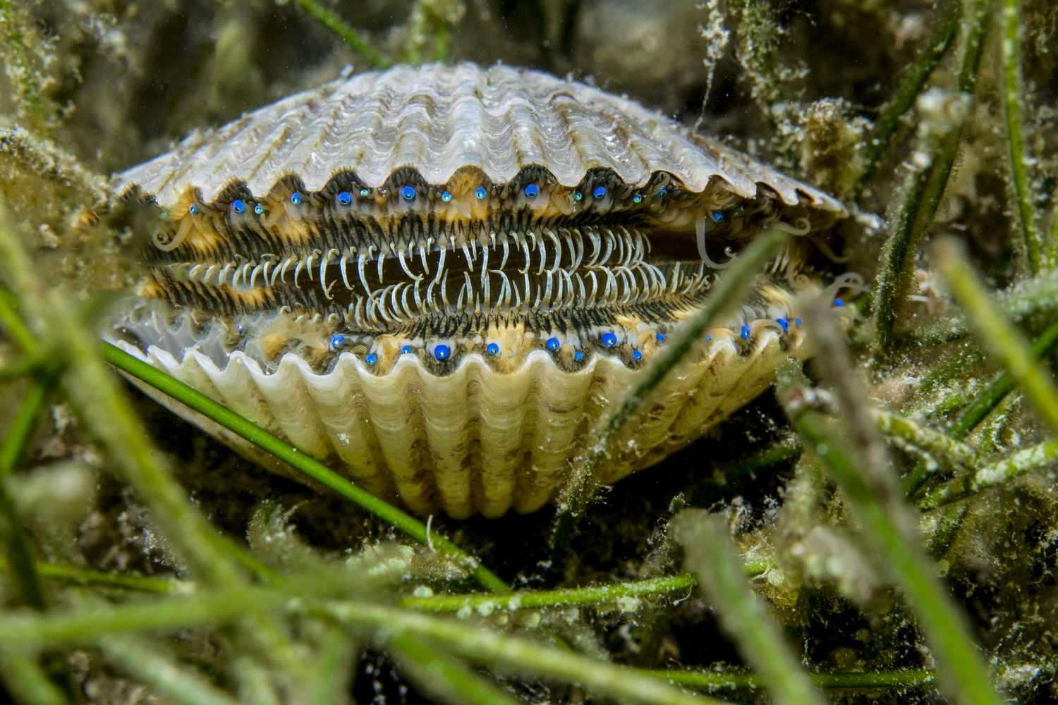 <ul><li><p><strong>Two valves (shells) connected by a hinge joint</strong></p></li><li><p>Includes clams, oysters, mussels, and scallops</p></li><li><p>Marine and freshwater</p></li><li><p><strong>Lack of cephalization (head)</strong></p></li><li><p><em>Large mantle cavity</em></p></li><li><p><em>Sedentary (does not move)</em></p></li><li><p><em>Absence of radula (mouth)</em></p></li><li><p>Lateral compression of the body</p></li><li><p>Shells grows from a point called the <strong>umbo</strong></p></li><li><p>The shell is opened and closed by <strong>1 or 2 adductor muscles</strong></p></li><li><p><em>Foot is anterior and gills are posterior</em></p></li><li><p>Water enters and leaves posteriorally through the <strong>siphons</strong>. </p></li><li><p><strong>Siphons are a modified mantle</strong>, <em>Bottom one in incurrent (bring water in)</em>, <em>top is excurrent (pushing water out)</em>, this helps with gas exchange.</p></li></ul><p></p>