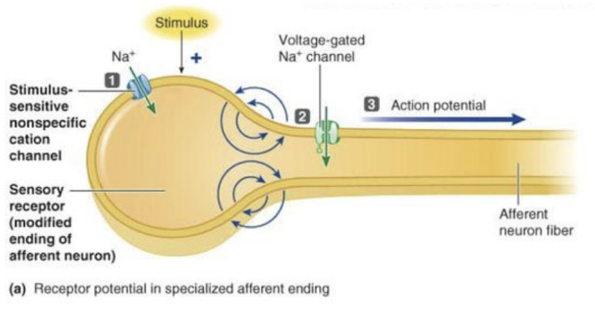 <ol><li><p>In sensory receptors that are specialized afferent neuron endings, stimulus opens stimulus-sensitive channels, permitting net Na+ entry that produces receptor potential</p></li><li><p>Local current flow between depolarized receptor ending and adjacent region opens voltage gated Na+ channels</p></li><li><p>Na+ entry initiates action potential in afferent fiber that self-propagates to CNS</p></li></ol><p>Olfactory sensory neurons (OSN)- nasal epithelium, free nerve endings-skin, pacinian corpuscle-skin</p>