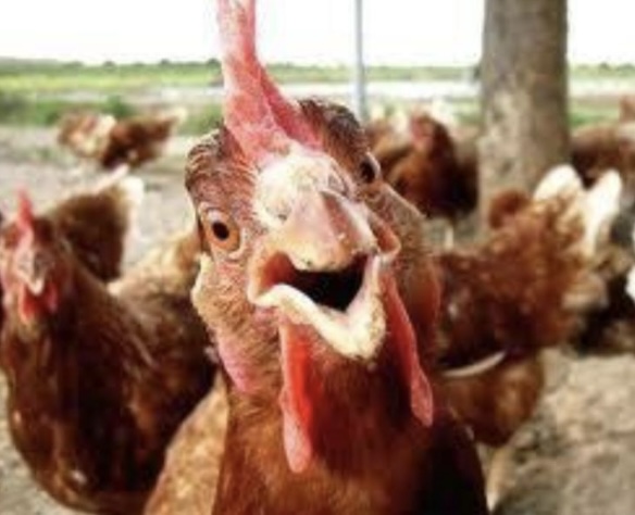 <p>What is the scientific name for chicken?</p>