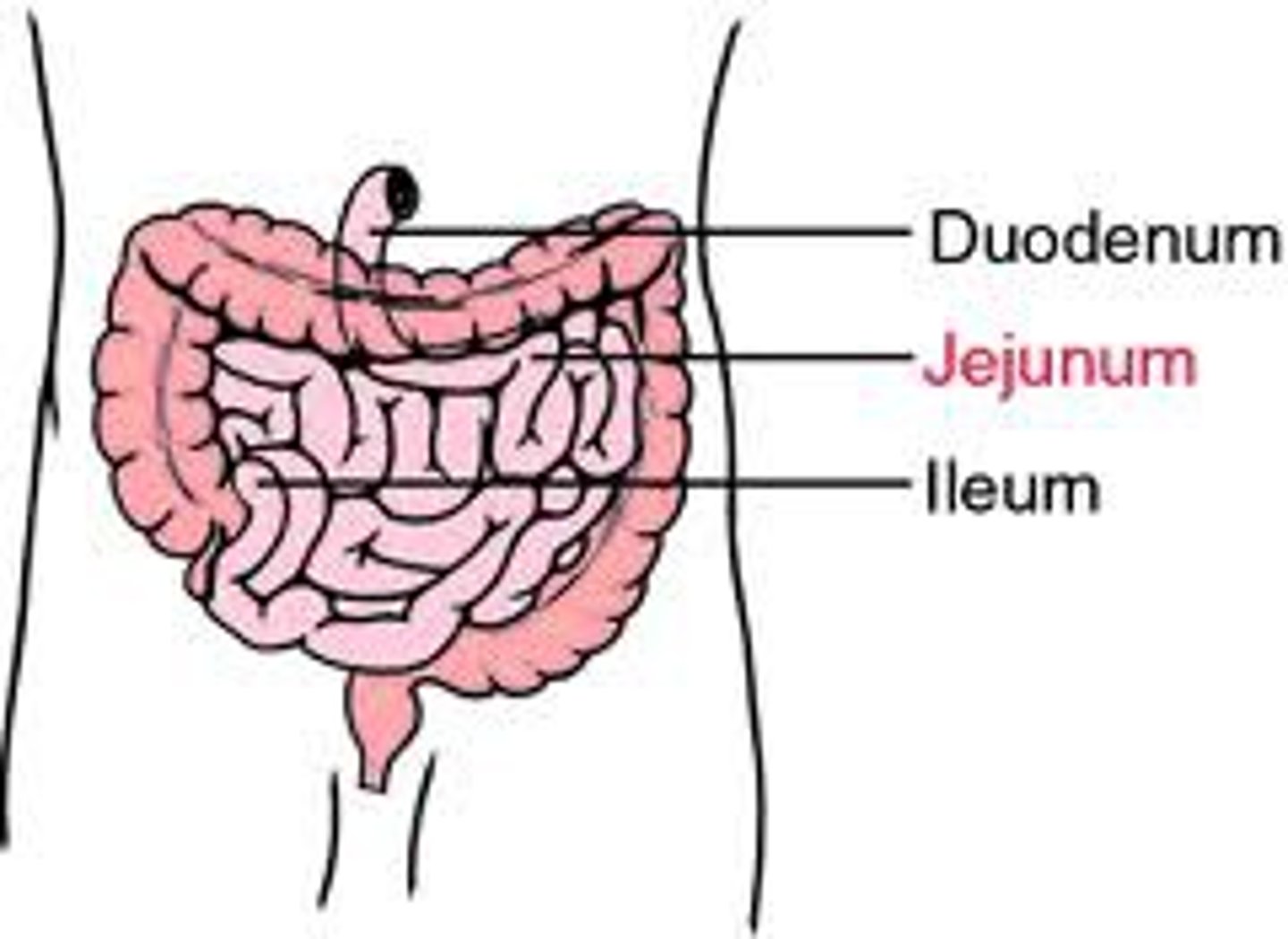 <p>the terminal part of the small intestine, about 3.6m long (12 feet).</p>