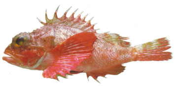 <p>Rockfish (Black rockfish, copper rockfish, china rockfish, etc.)</p><ul><li><p>very spiny</p></li><li><p>stout body</p></li><li><p>ovoviviparous</p></li><li><p>found in many habitats</p></li><li><p>very diverse in color, shape, size and pattern, often featuring venomous spines for defense. </p></li></ul><p></p>