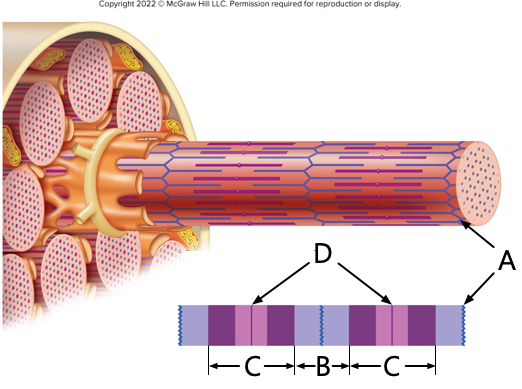 <p>what is letter A?</p>
