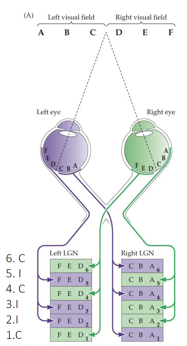 <p>2, 3, 5</p>