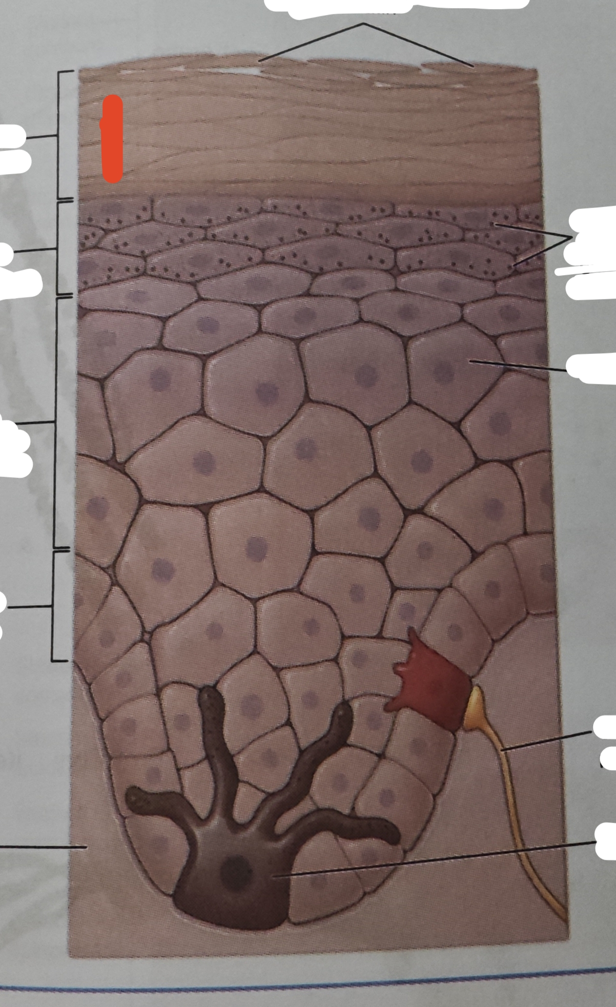 <p>layer of the skin that is exposed to the external environment—most superficial of every epidermis</p>