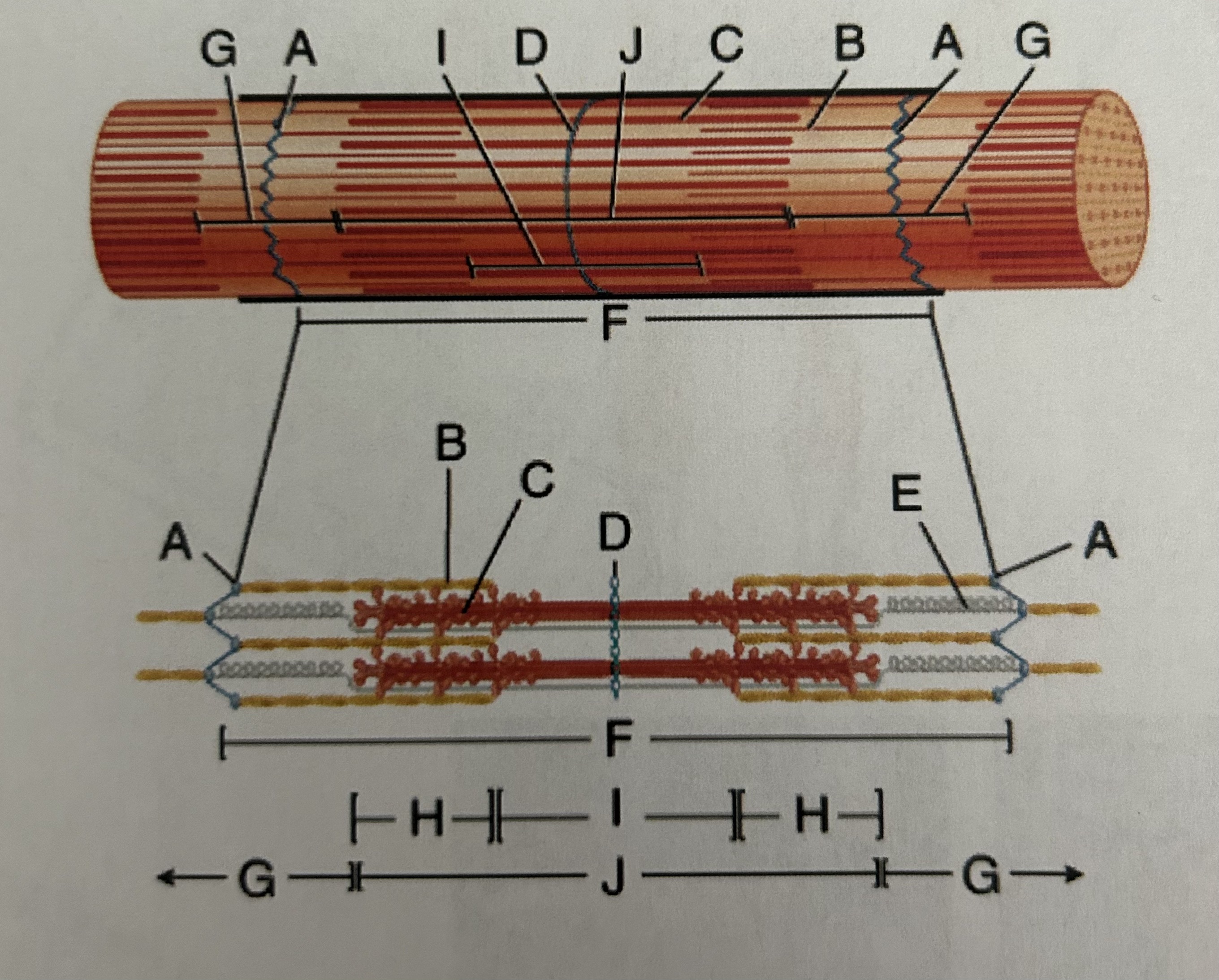 <p>Figure C</p>