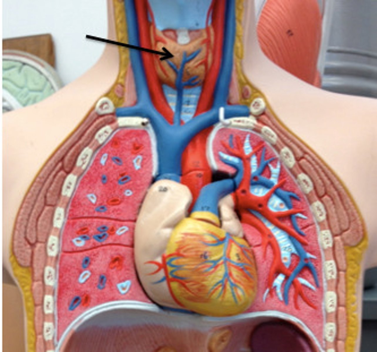 <p>endocrine gland located in the neck, produces hormones that regulate metabolism, body heat, and bone growth</p>