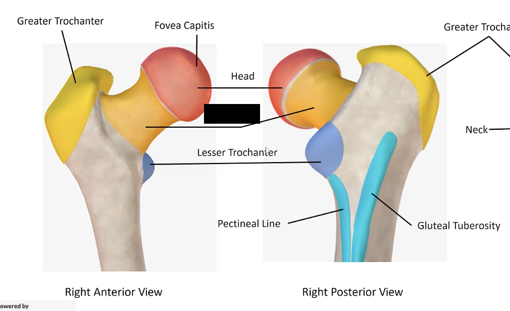 <p>The constricted part of the femur just below the head.</p>