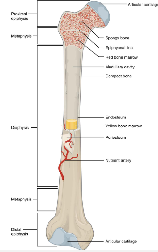 <p>Diaphysis, Epiphysis, Metaphysis</p><p>Medullary cavity, Articular Cartilage</p><p>Periosteum, Endosteum</p>