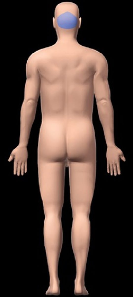 <p>posterior surface of head or base of skull (back of head)</p>