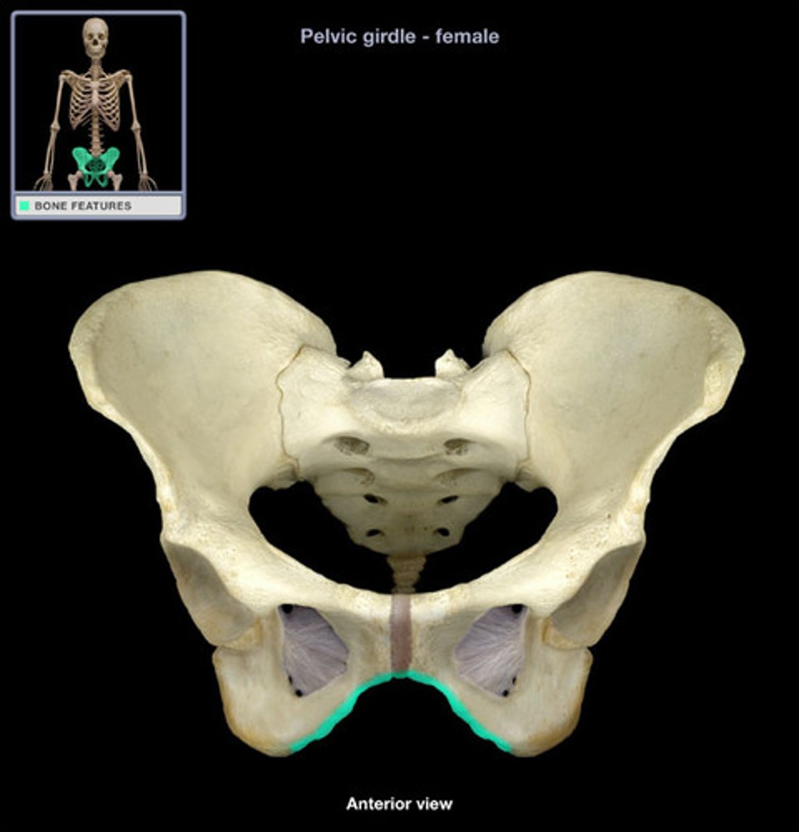 <p>Inverted V-shaped arch inferior to pubic symphysis. Over 90° in females, and about 60° in males.</p>