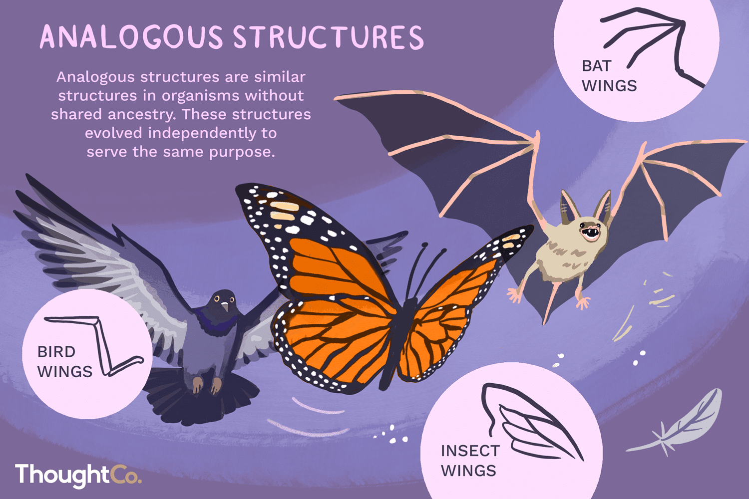 <p>analogous structure</p>
