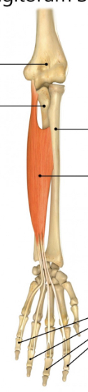 <p>Name muscle and its function</p>