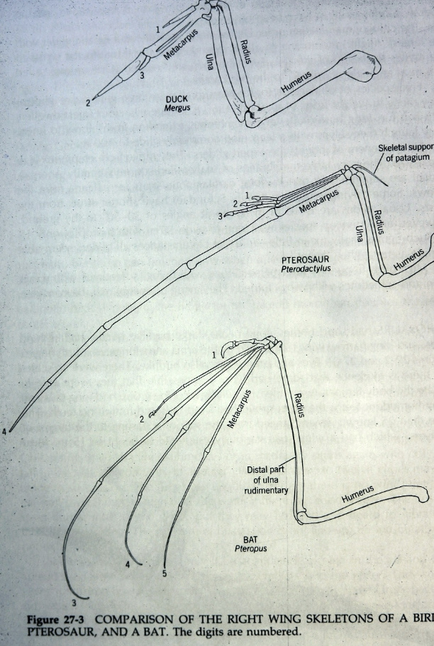 <p>Locomotor adaptation </p>