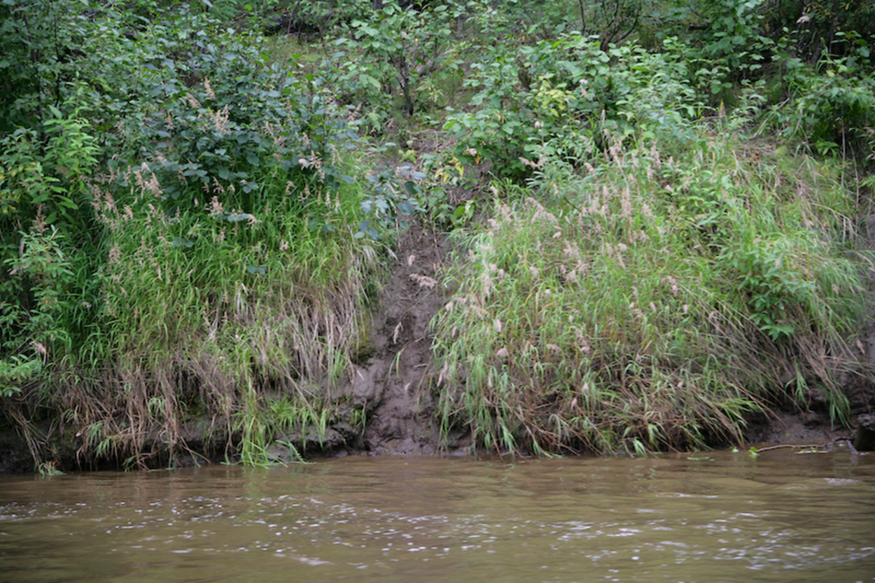 <p><span>a distinct, worn-down path or trail created by the repeated travel of small animals through dense undergrowth.</span></p>