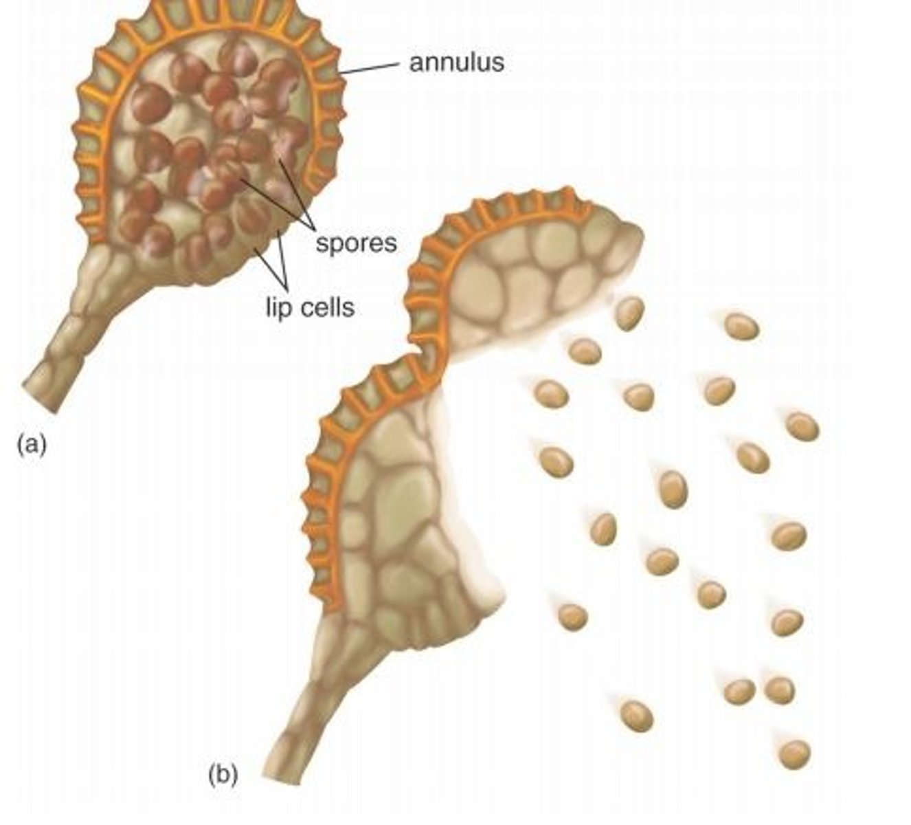 <p>released from sporangia, disperse, and germinate into new gametophyte plants</p>