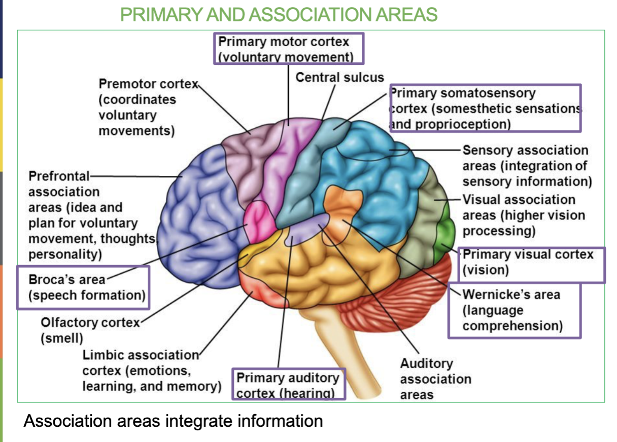 <p>Area located in the <strong>frontal lobe </strong>&amp; <strong>Controls Voluntary movement</strong></p>