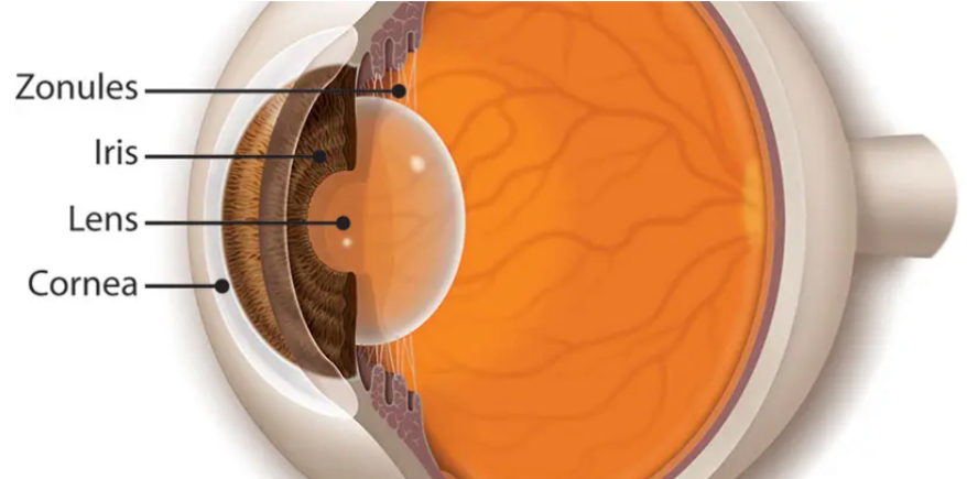 <p>Allows eye to focus on objects at various distances</p><p> Zonular fibrils </p><p>Changes due to ciliary muscles - flattens for distance and bulges for close </p>