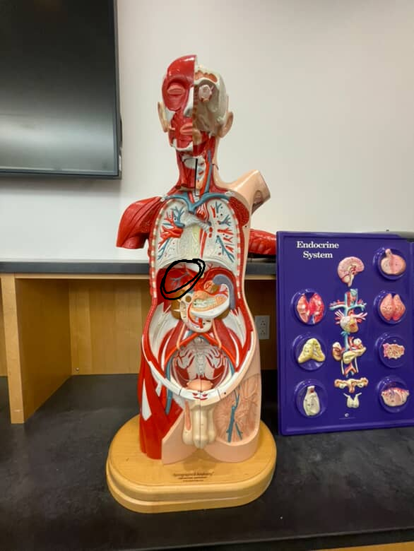 <p>vein that diverges out like a v from the liver</p>