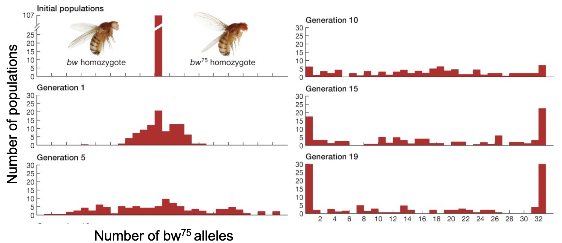 <p>A 1956 experiment by Peter Buri on genetic frequency in a small population of mutant drosophila</p><ul><li><p>Followed 2 alleles in 107 populations started from only 16 flies in every generation </p></li></ul><p></p>