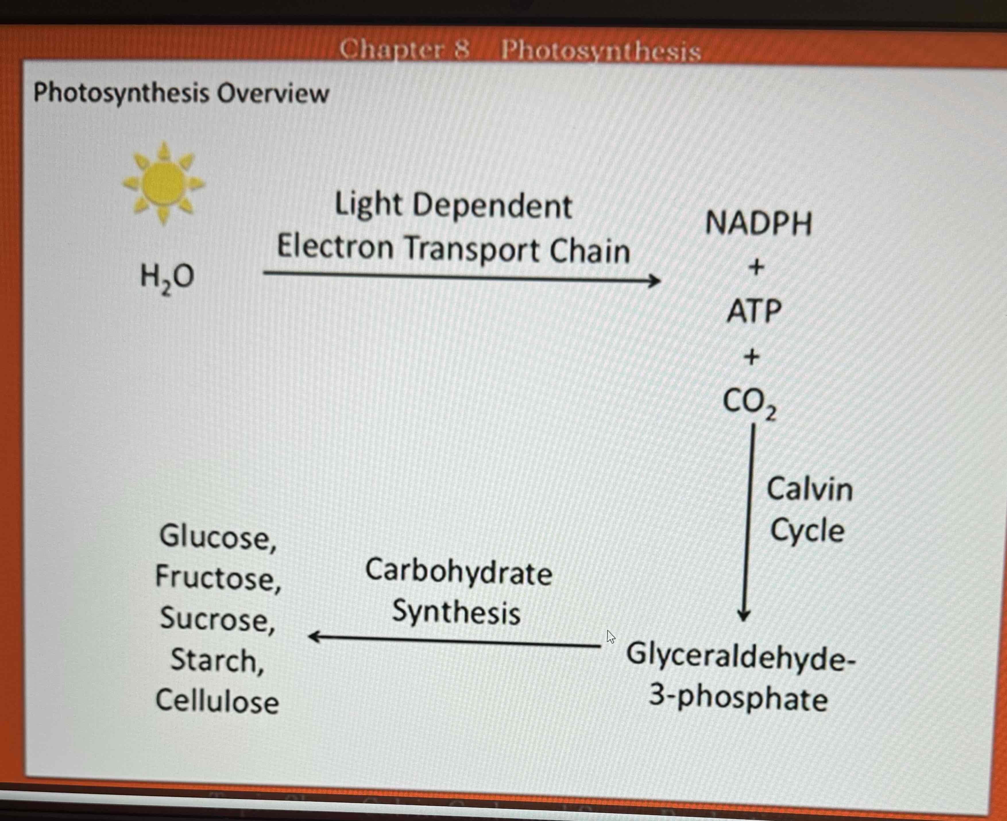 <p>Photosynthesis</p>